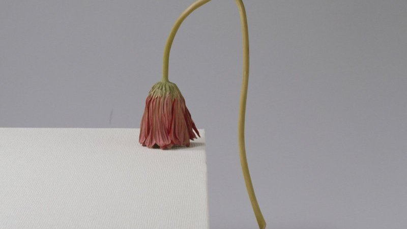 草の彫刻 須田悦弘展」（渋谷区立松濤美術館）開幕レポート。植物彫刻を